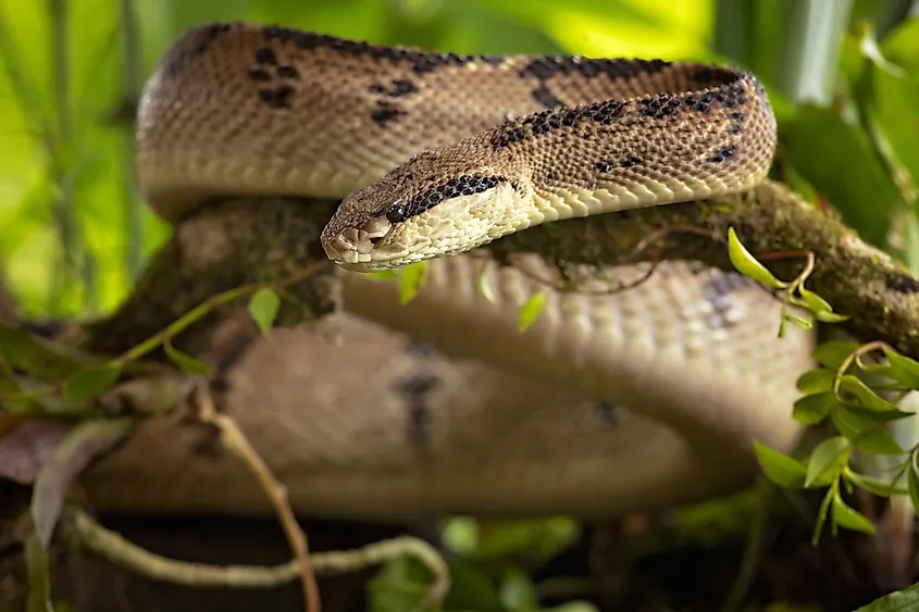 A Central American bushmaster (Lachesis stenophrys)