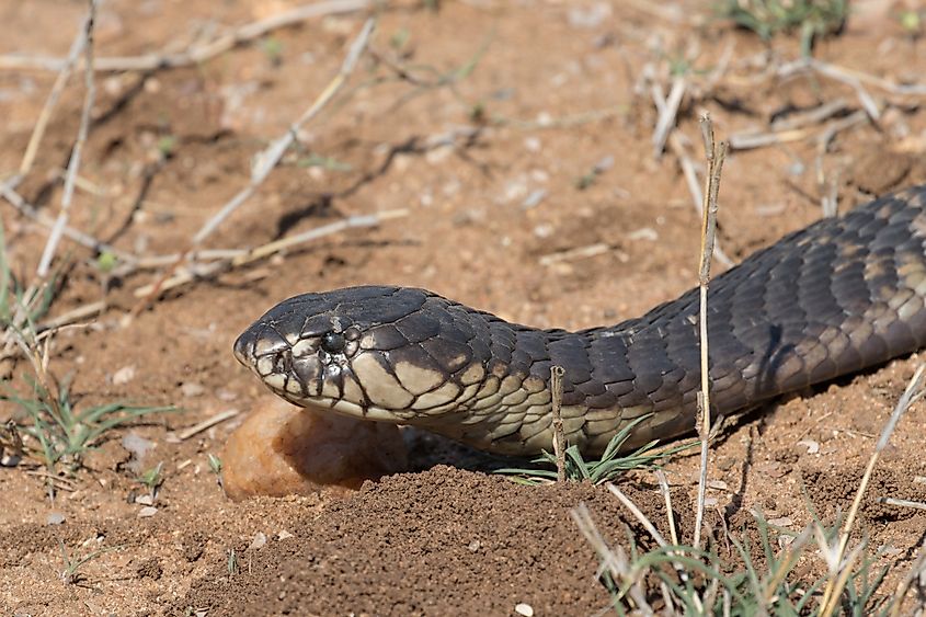 A forest cobra