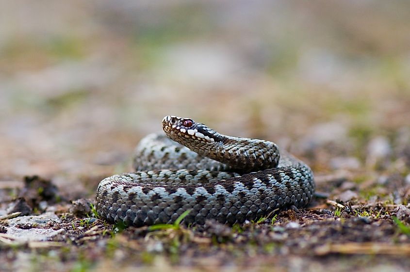 A European adder (Vipera berus)