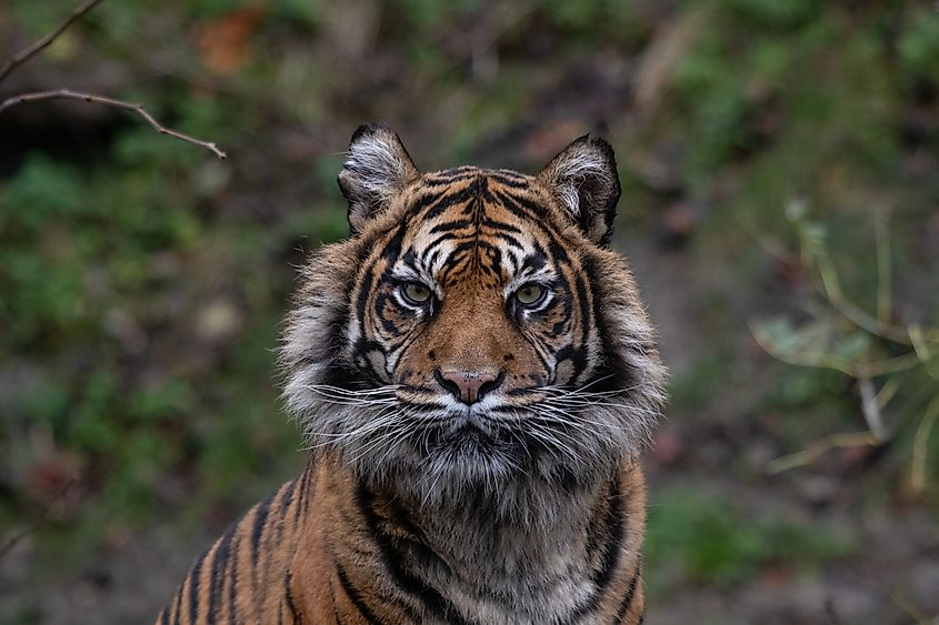 A Sumatran tiger (Panthera tigris sondaica)