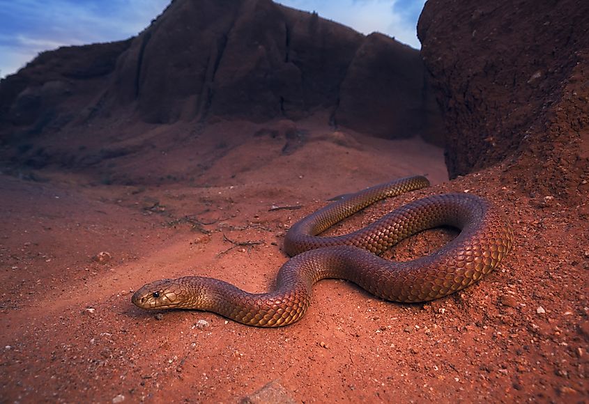 A mulga snake (Pseudechis australis)