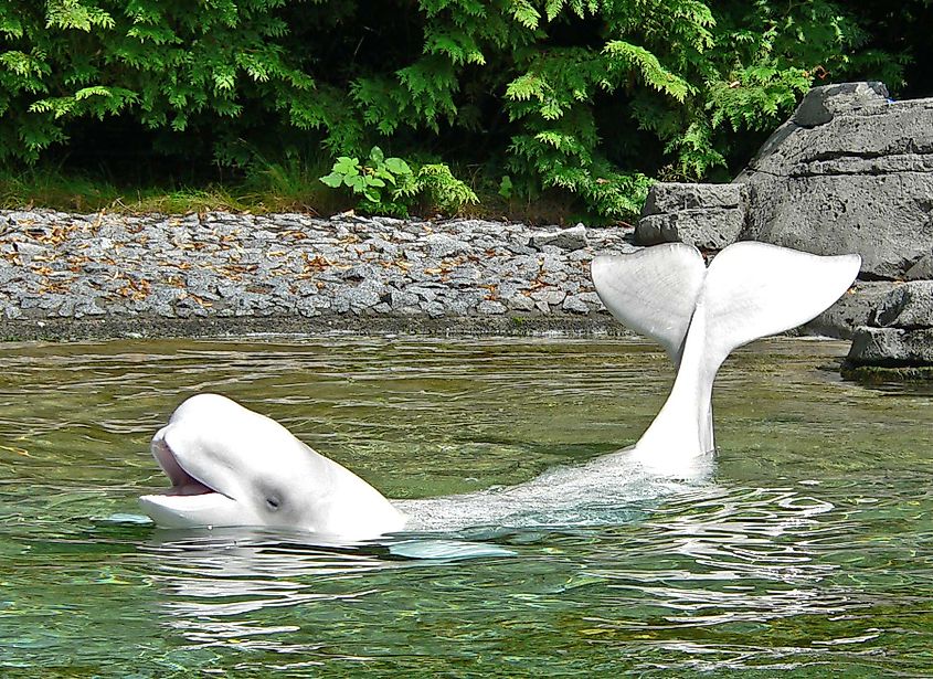 A beluga showing its tail fin. By Stan Shebs, CC BY-SA 3.0, Wikipedia.