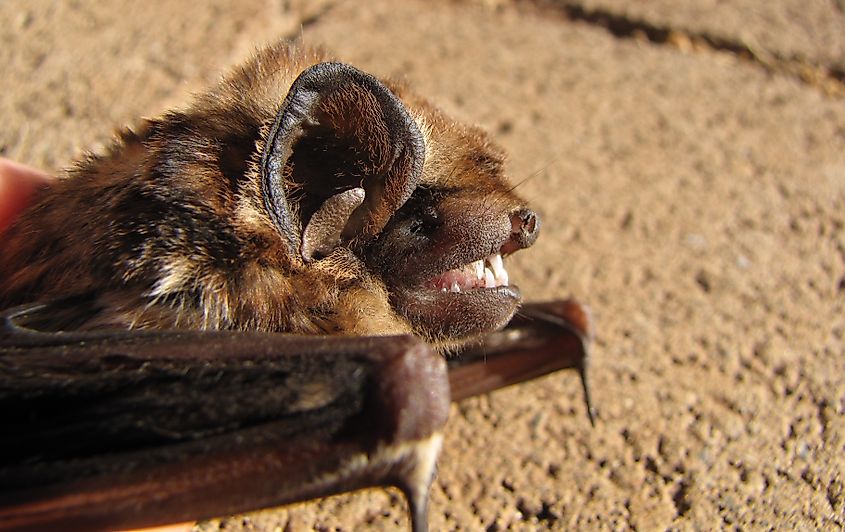 A Hawaiian hoary bat (Lasiurus semotus)
