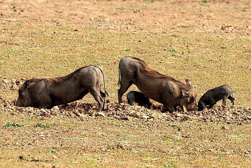 African warthogs eating in the wilderness. 