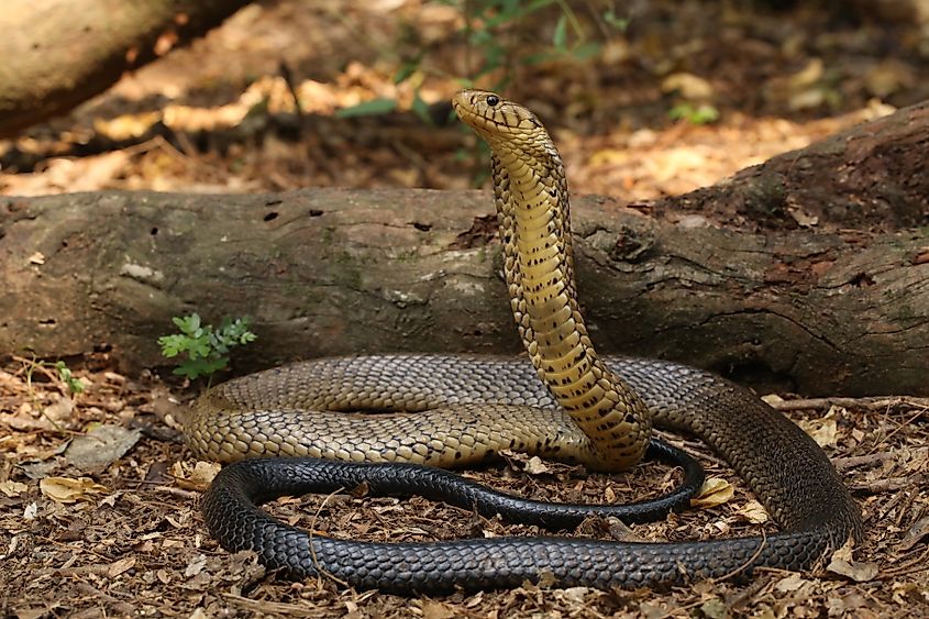 A forest cobra