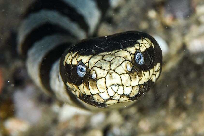 An up-close sea krait portrait. Via Shutterstock / Jack Pokoj