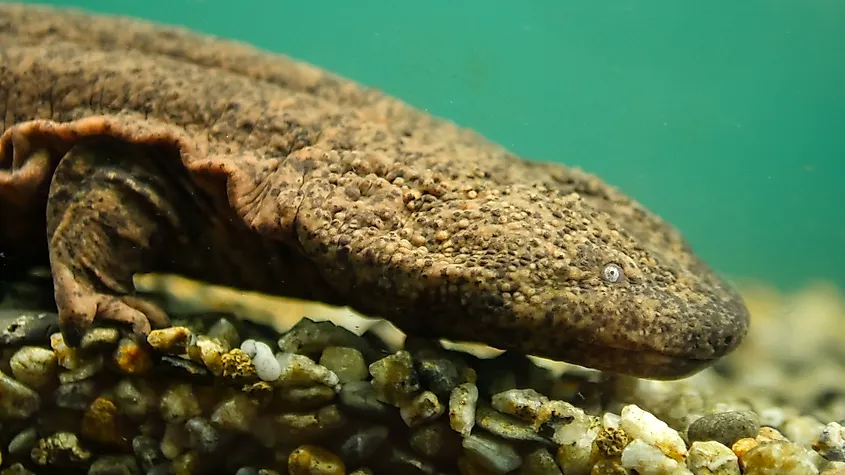 A Japanese giant salamander (Andrias japonicus)