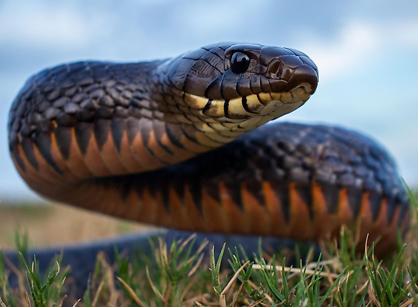 An indigo snake with its head raised above the ground.