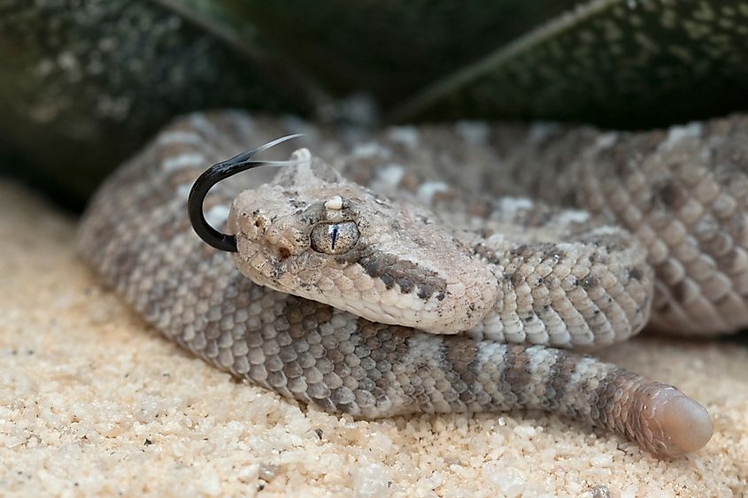 Newborn Sidewinder Rattlesnake with one button rattle
