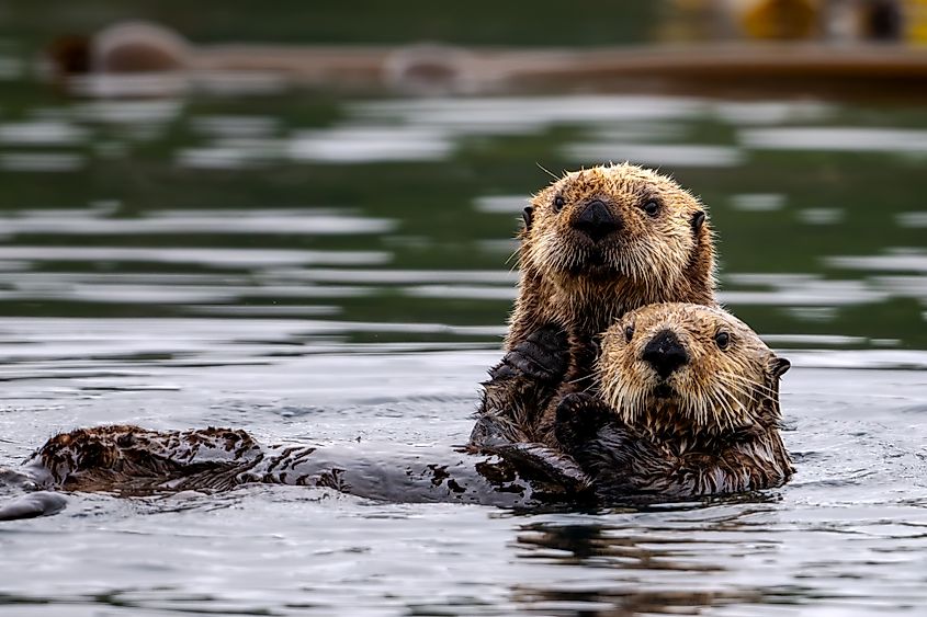 A pair of sea otters