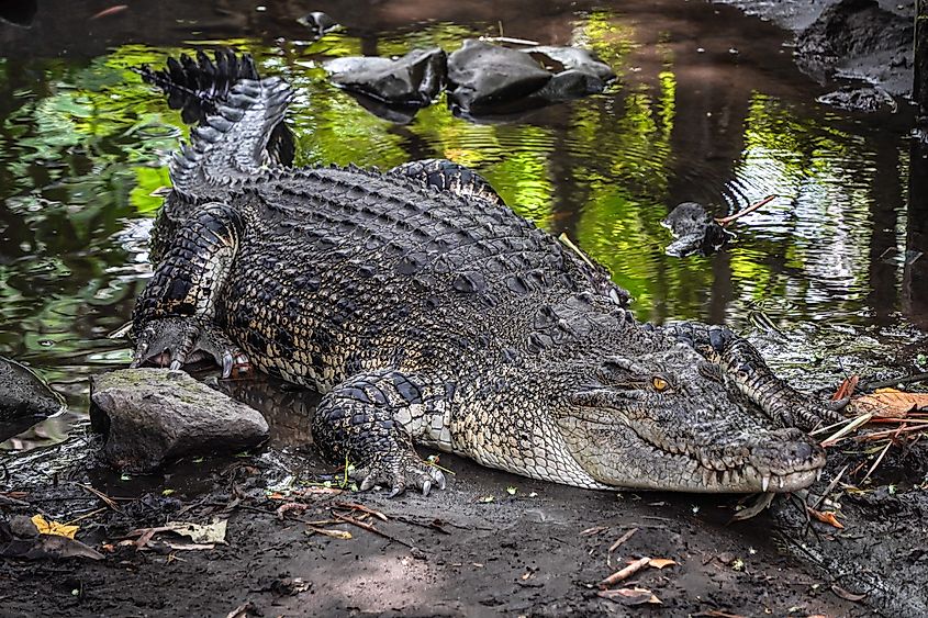 A saltwater crocodile (Crocodylus porosus)
