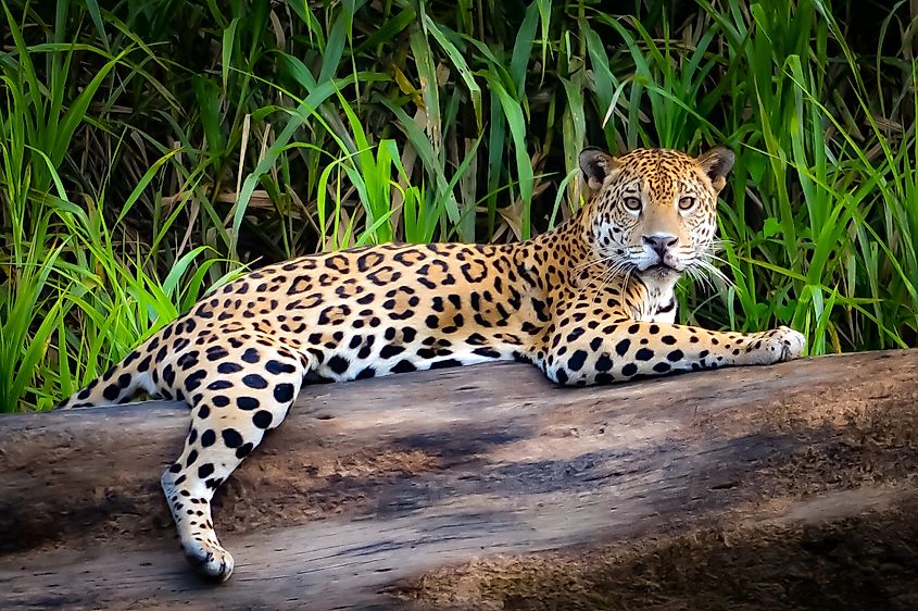 A jaguar on a tree trunk