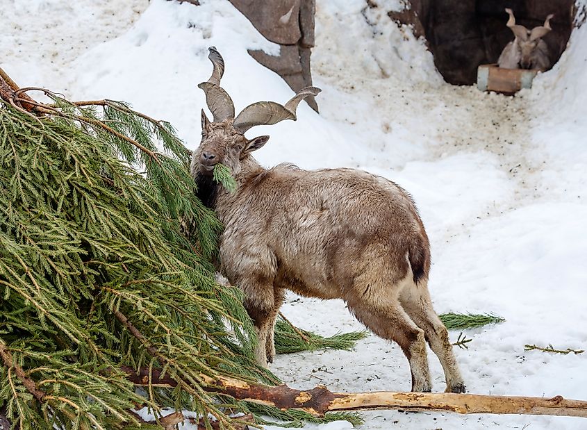 A markhor eating tree leaves