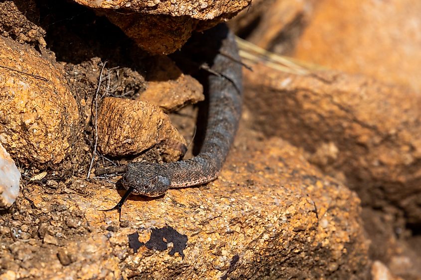 A tiger rattlesnake (Crotalus tigris)