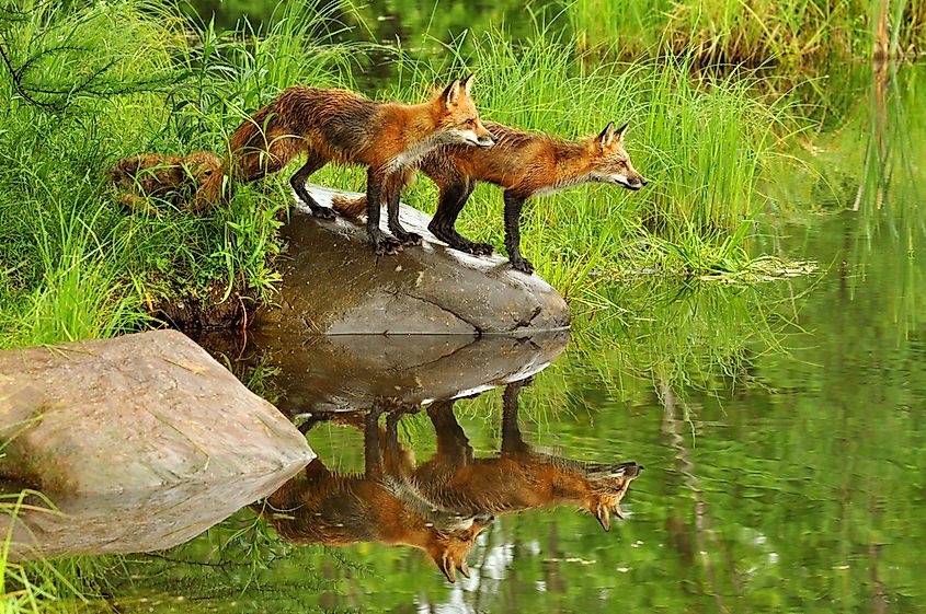 A red fox vixen and her kits on a rock at the edge of a pond.