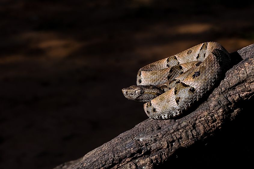 A jararaca (Bothrops jararaca)