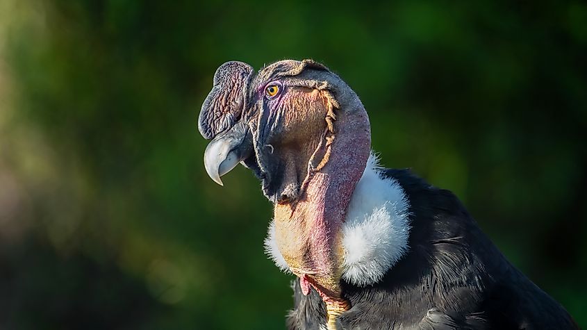 An Andean condor (Vultur gryphus)