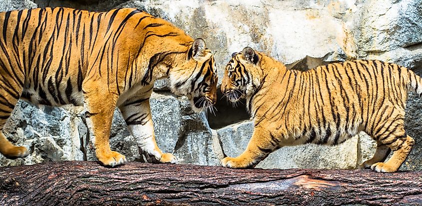 An Indochinese tiger with its cub