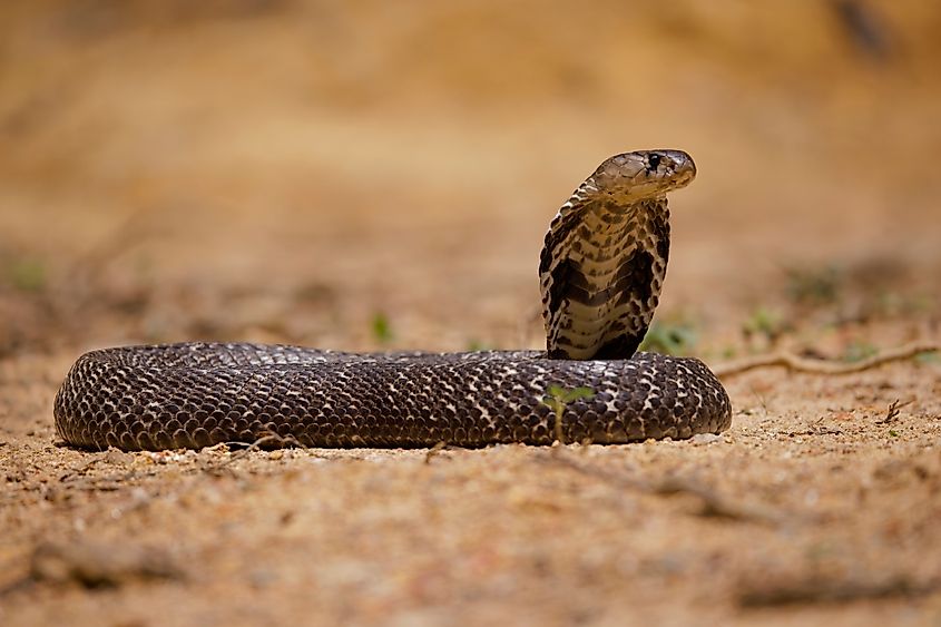 An Indian cobra (Naja naja)
