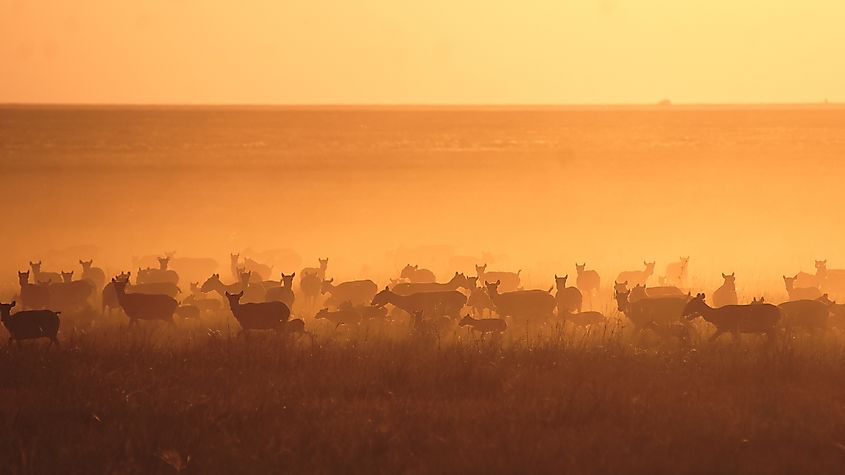 red book saiga. Antelopes of the Kazakh land. The Same Age as Dinosaurs Via Shutterstock Tazhkuranov Meiirbek.