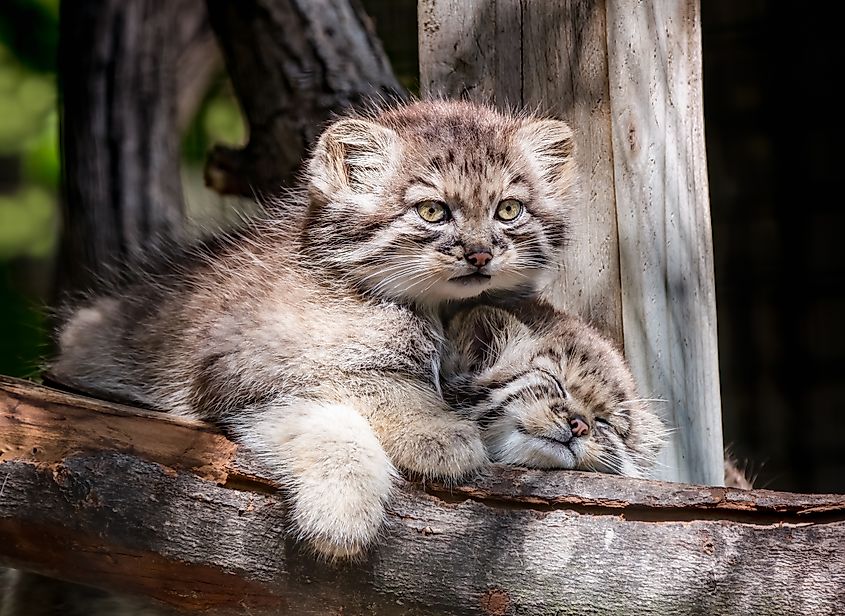 Pallas's cat kittens