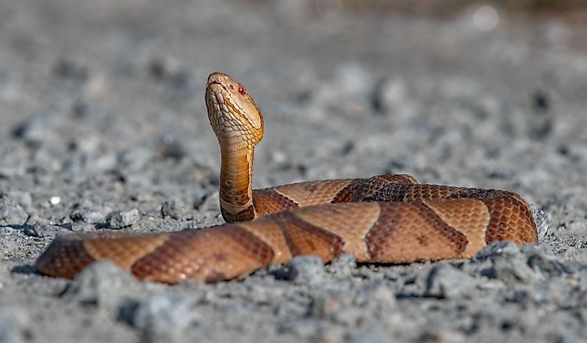 A copperhead in the open on bare ground.