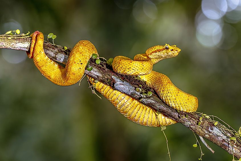 An eyelash viper (Bothriechis schlegelii)