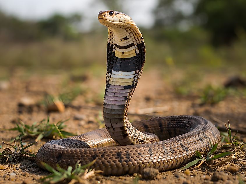 An Indian cobra (Naja naja)