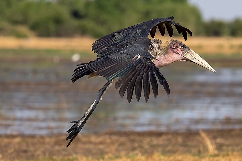 A marabou stork (Leptoptilos crumenifer)