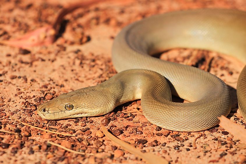 An olive python (Liasis olivaceus)
