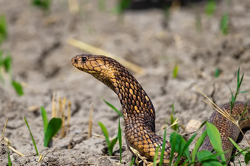 An Egyptian cobra (Naja haje)