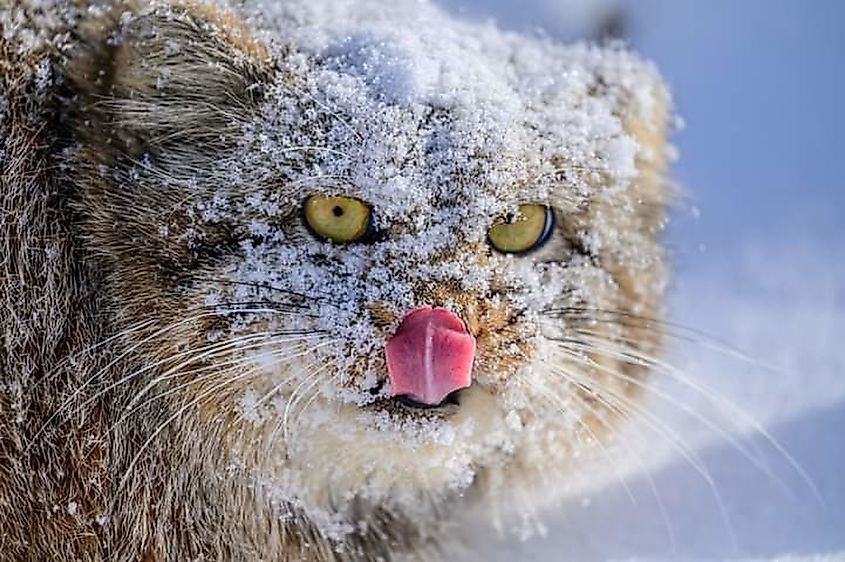 A Pallas's cat (Otocolobus manul)