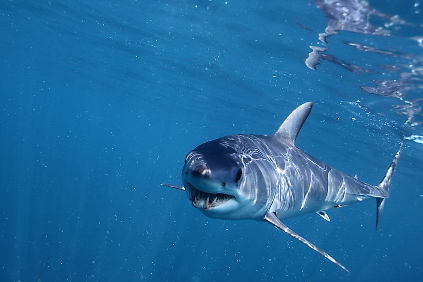 A shortfin mako shark (Isurus oxyrinchus)