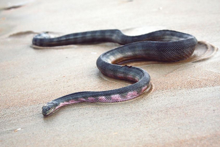Beaked sea snake slithering across wet sand along the shoreline.