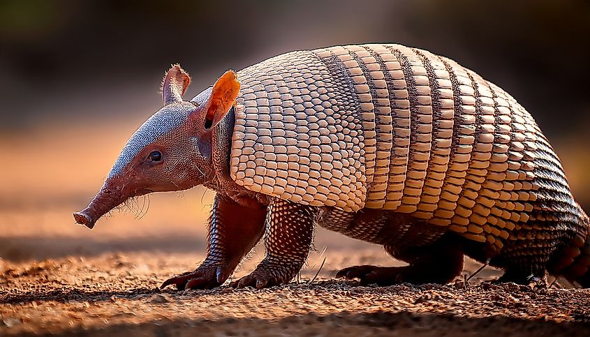 An armadillo