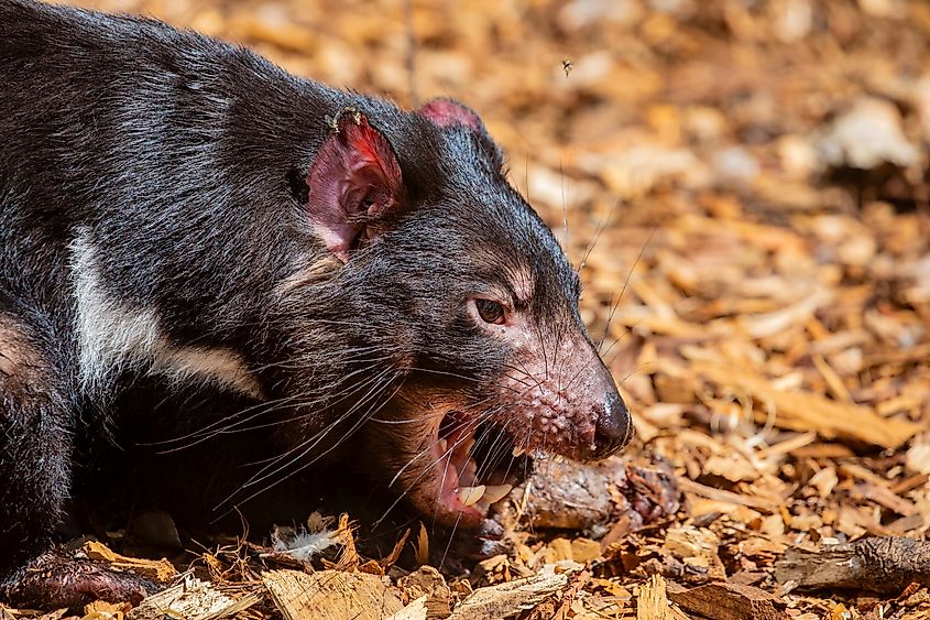 The Tasmanian devil(Sarcophilus harrisii) is eating meat.