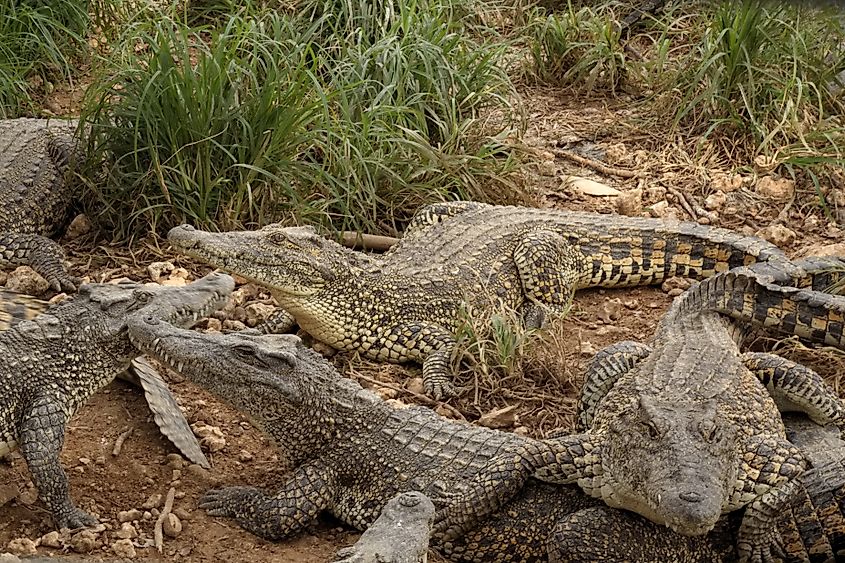 Cuban crocodiles mingle in a national park. Via Shutterstock / Carolin Wygant.