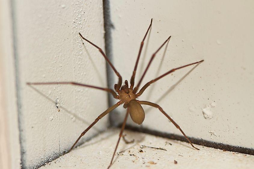A brown recluse (Loxosceles reclusa)