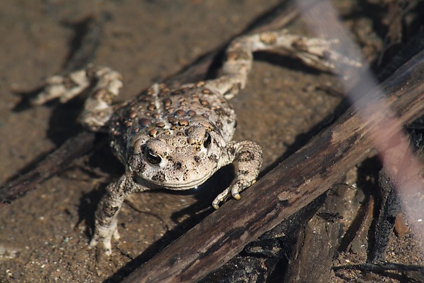 A Wyoming toad (Anaxyrus baxteri)