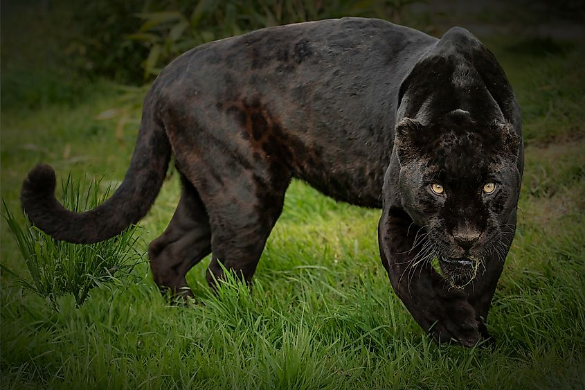 A black panther