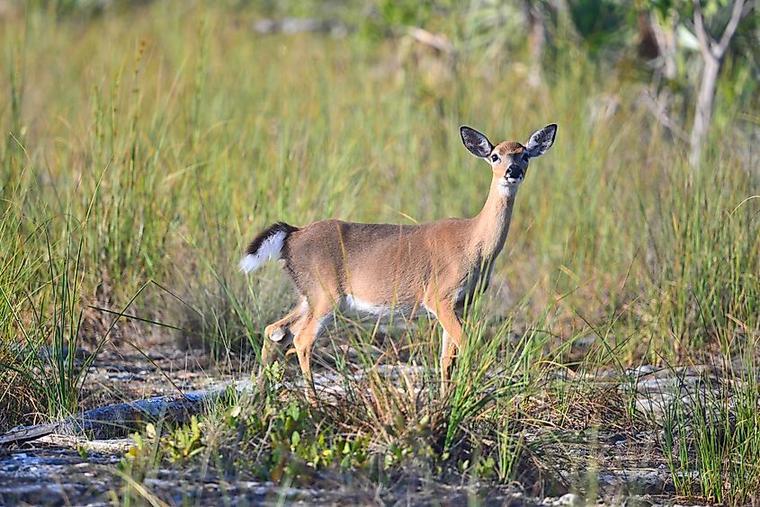 A Key deer (Odocoileus virginianus clavium)
