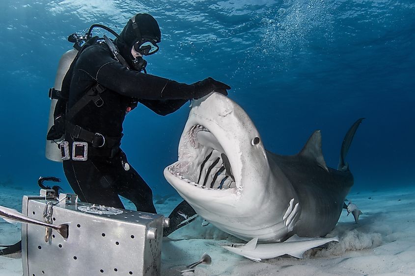 Tiger Shark feeding on Bahamas