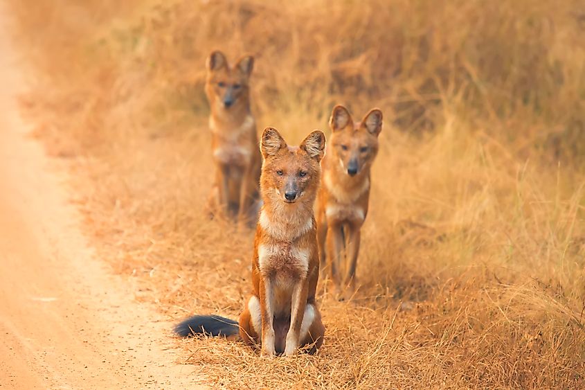 A pack of dholes