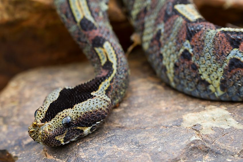 A juvenile rhinoceros viper (Bitis nasicornis)