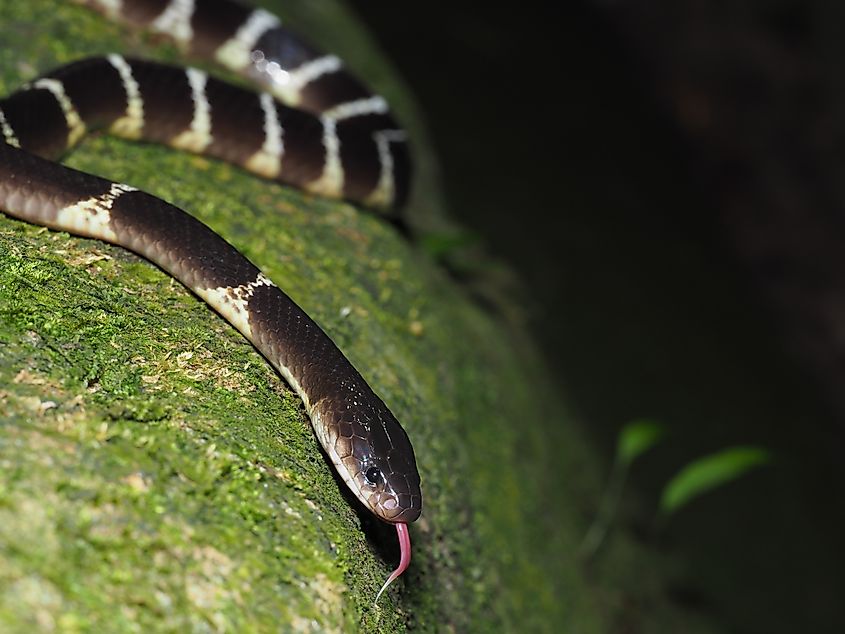 A many-banded krait (Bungarus multicinctus)