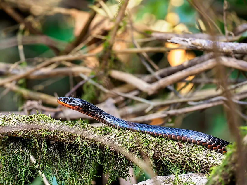 A red-bellied snake (Pseudechis porphyriacus)