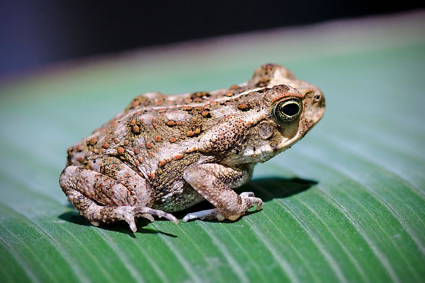 A cane toad (Rhinella marina)