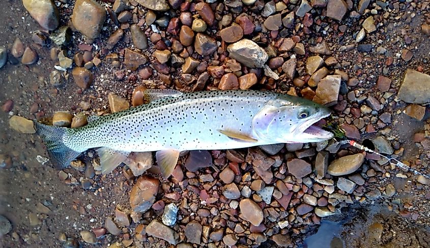 A Bonneville cutthroat trout (Oncorhynchus clarkii utah)