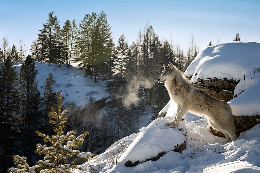 Juvenile Arctic Wolf in cold snow with breath showing.