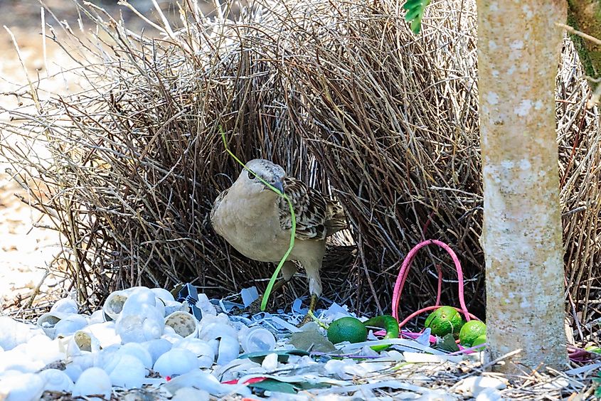 Great Bowerbird in Queensland Australia